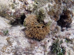 Y branch Brown Algae